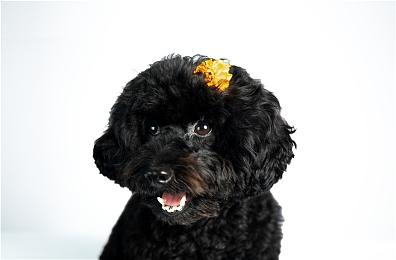 TGA：猫猫开放世界游戏《Catly》预告